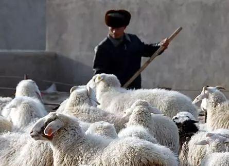 細數(shù)那些在2019年適合農(nóng)村的致富項目